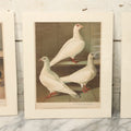 Lot 055 - Grouping Of Three Antique German Chromolithograph Bookplates Of Pigeons, From Illustriertes Mustertauben-Bush, J.F. Richter Printing, Hamburg, 1884 (Grouping A)