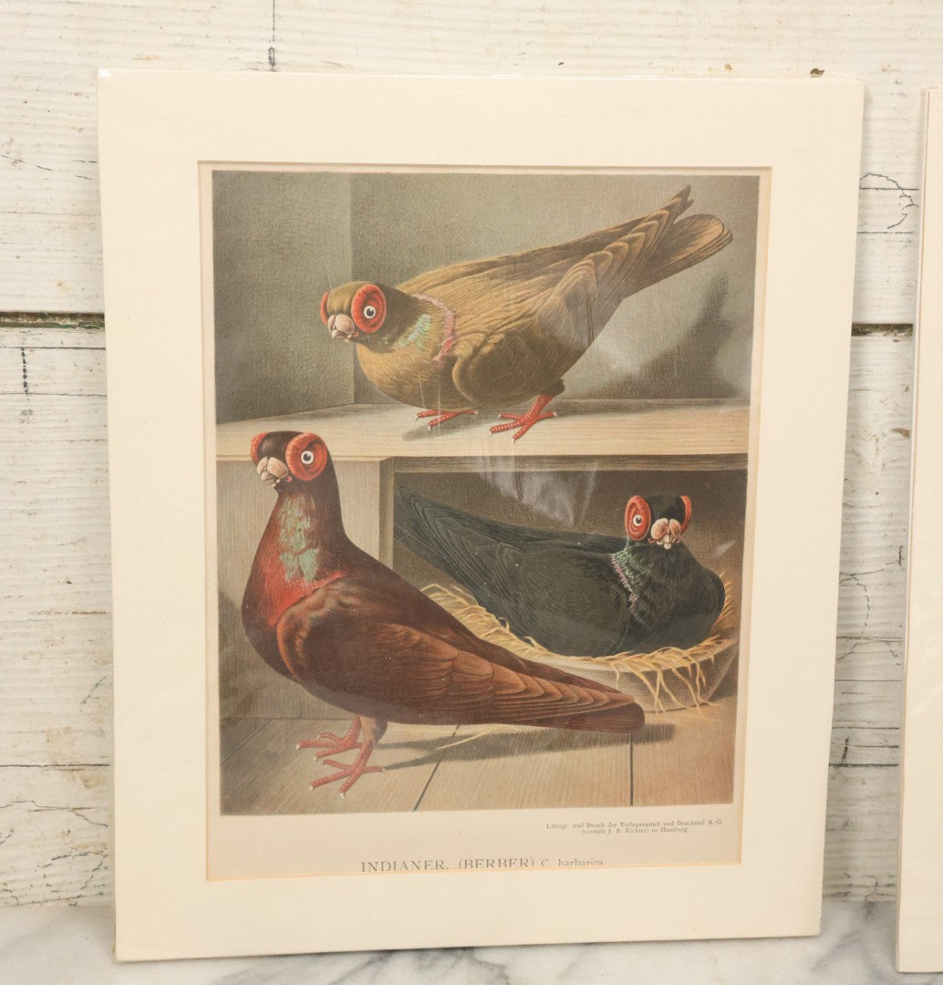 Lot 055 - Grouping Of Three Antique German Chromolithograph Bookplates Of Pigeons, From Illustriertes Mustertauben-Bush, J.F. Richter Printing, Hamburg, 1884 (Grouping A)