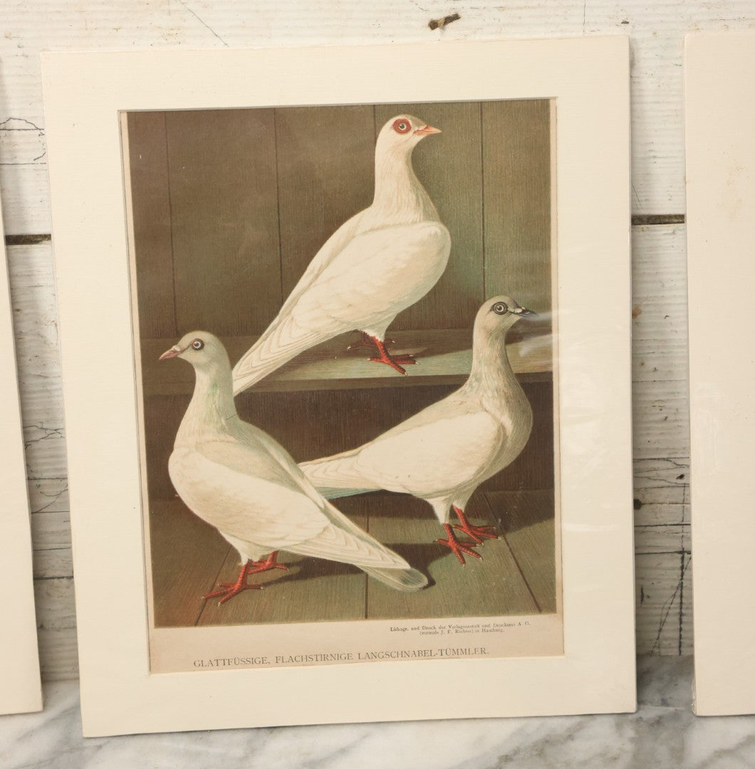 Lot 055 - Grouping Of Three Antique German Chromolithograph Bookplates Of Pigeons, From Illustriertes Mustertauben-Bush, J.F. Richter Printing, Hamburg, 1884 (Grouping A)
