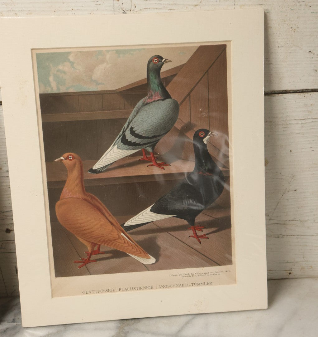 Lot 055 - Grouping Of Three Antique German Chromolithograph Bookplates Of Pigeons, From Illustriertes Mustertauben-Bush, J.F. Richter Printing, Hamburg, 1884 (Grouping A)