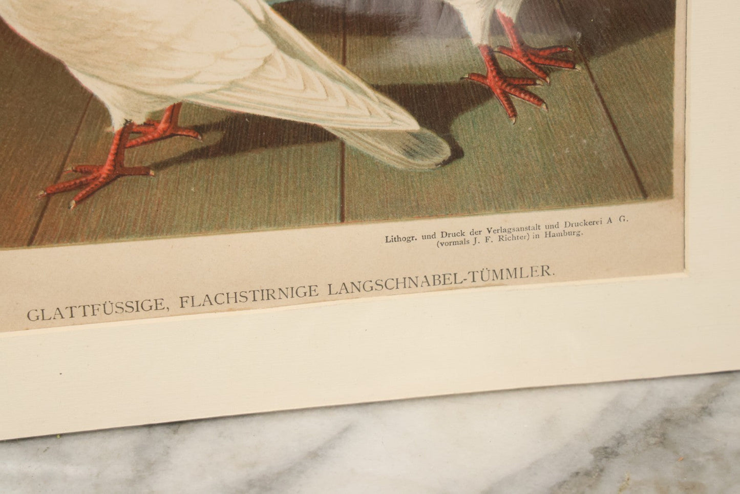 Lot 055 - Grouping Of Three Antique German Chromolithograph Bookplates Of Pigeons, From Illustriertes Mustertauben-Bush, J.F. Richter Printing, Hamburg, 1884 (Grouping A)