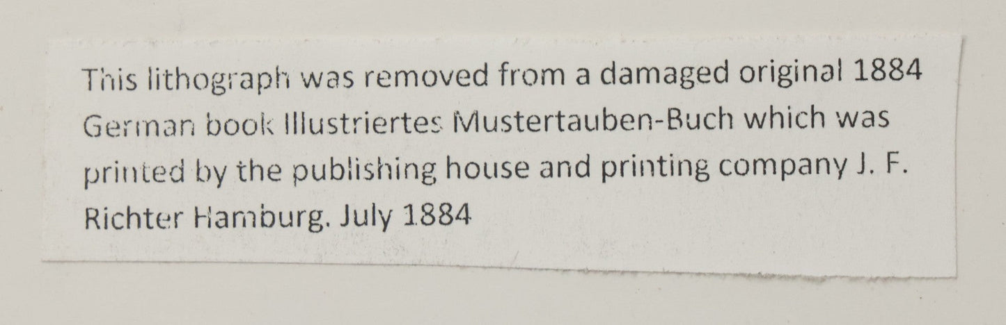 Lot 055 - Grouping Of Three Antique German Chromolithograph Bookplates Of Pigeons, From Illustriertes Mustertauben-Bush, J.F. Richter Printing, Hamburg, 1884 (Grouping A)