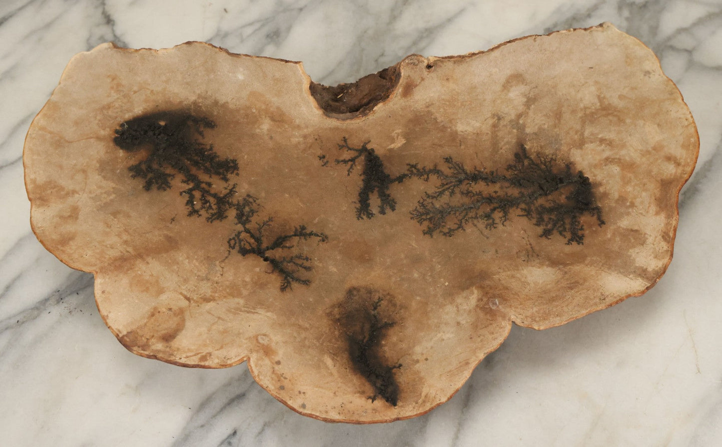 Lot 065 - Large Vintage Fungus Specimen With Naturally Occuring Fractal Pattern, Approximately 15-3/8" Total Width