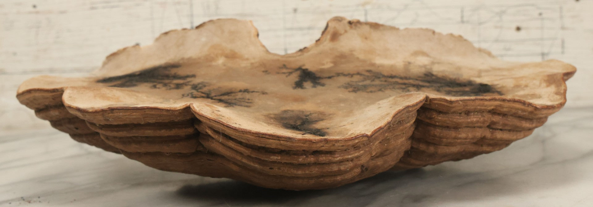 Lot 065 - Large Vintage Fungus Specimen With Naturally Occuring Fractal Pattern, Approximately 15-3/8" Total Width