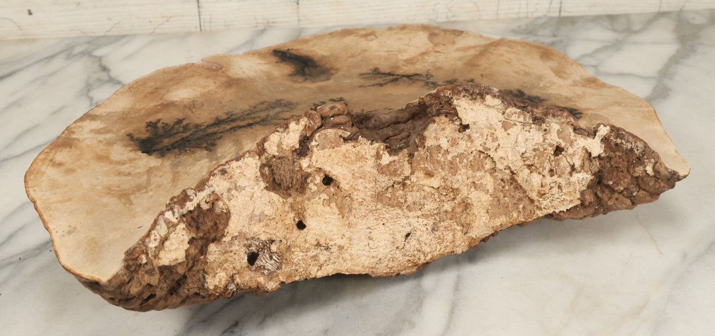 Lot 065 - Large Vintage Fungus Specimen With Naturally Occuring Fractal Pattern, Approximately 15-3/8" Total Width