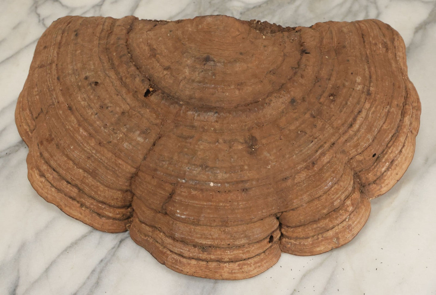 Lot 065 - Large Vintage Fungus Specimen With Naturally Occuring Fractal Pattern, Approximately 15-3/8" Total Width