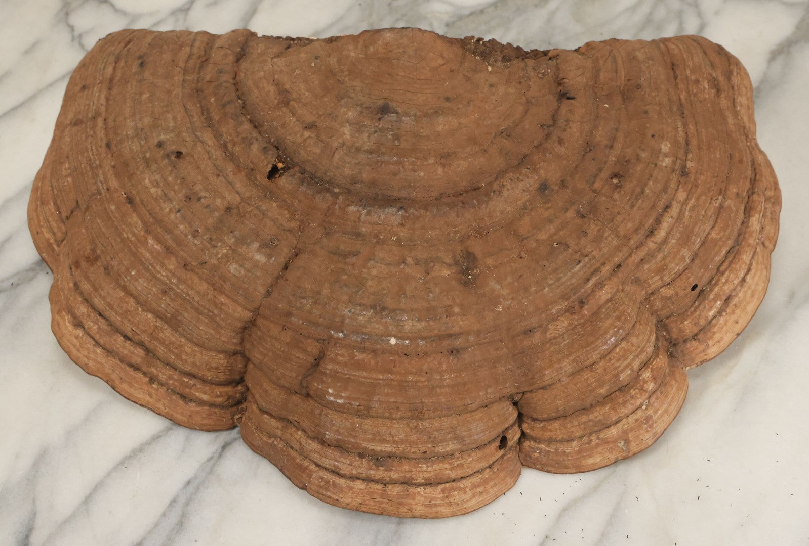 Lot 065 - Large Vintage Fungus Specimen With Naturally Occuring Fractal Pattern, Approximately 15-3/8" Total Width