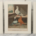 Lot 135 - Grouping Of Three Antique German Chromolithograph Bookplates Of Pigeons, From Illustriertes Mustertauben-Bush, J.F. Richter Printing, Hamburg, 1884 (Grouping B)
