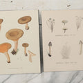 Lot 136 - Grouping Of Four Antique Dutch Chromolithograph Bookplates Of Mushrooms, From Flora Batava, Illustration And Description Of Dutch Plants, By Jan Kops, Published 1889