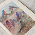 Lot 148 - "The Book Of Birds: Owls, Woodpeckers, Flycatchers, Crows, [...Etc.]" Volume II, Vintage Book With 950 Color Portraits By Major Allan Brooks, Copyright By National Geographic Society 1937