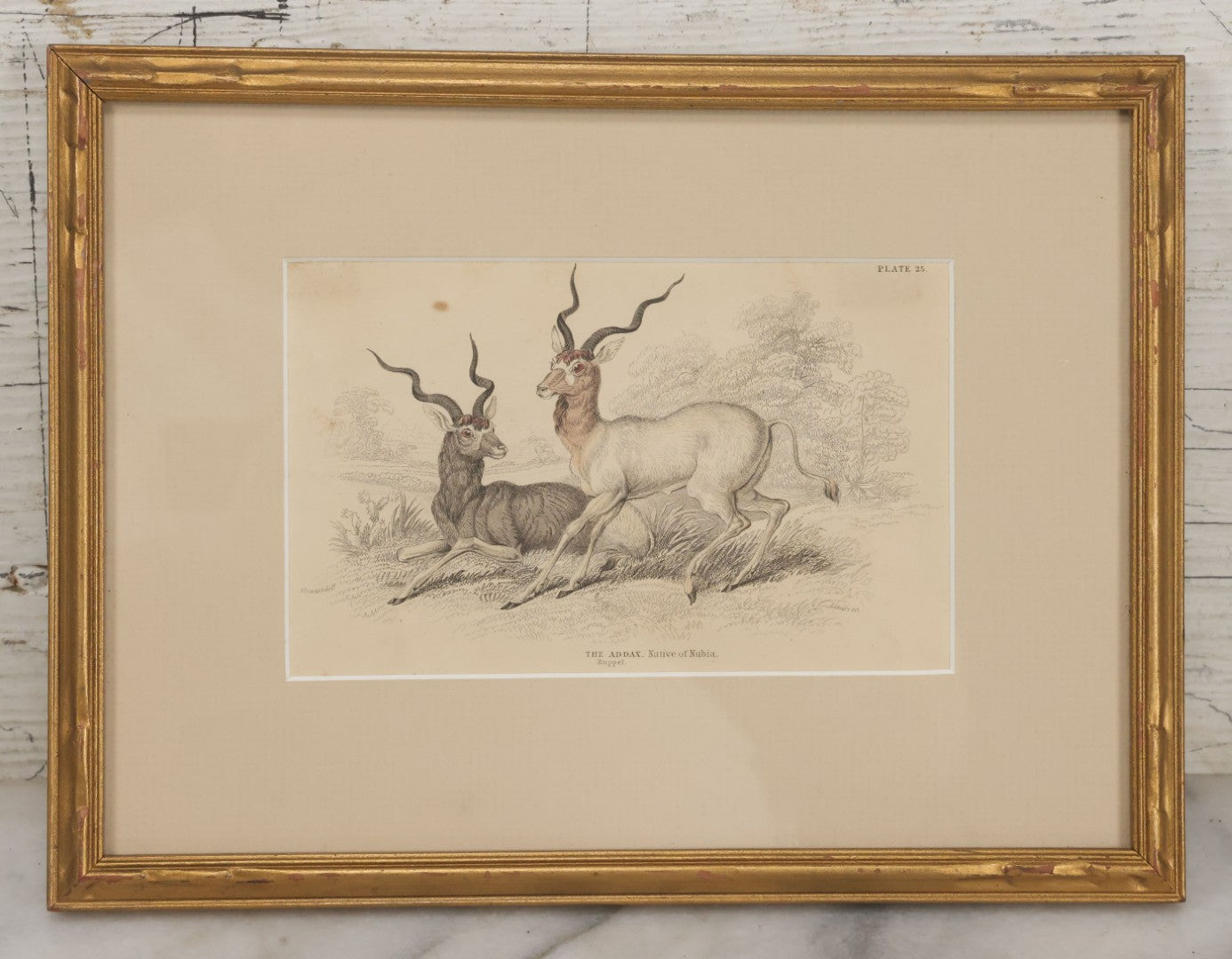 Lot 051 - Antique Hand Colored Engraving Natural History Print Of "The Addax", Antelope Native Of Nubia, Engraved By Lizards After Stewart, Plate No. 25, In Modern Frame, 10-1/4" x 7-5/8"