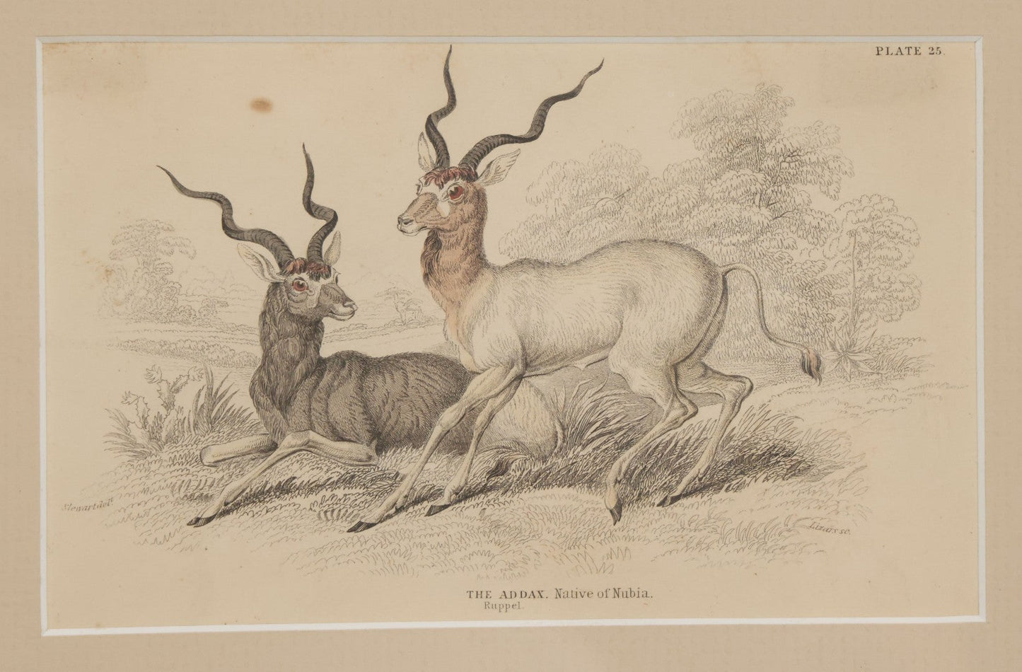 Lot 051 - Antique Hand Colored Engraving Natural History Print Of "The Addax", Antelope Native Of Nubia, Engraved By Lizards After Stewart, Plate No. 25, In Modern Frame, 10-1/4" x 7-5/8"