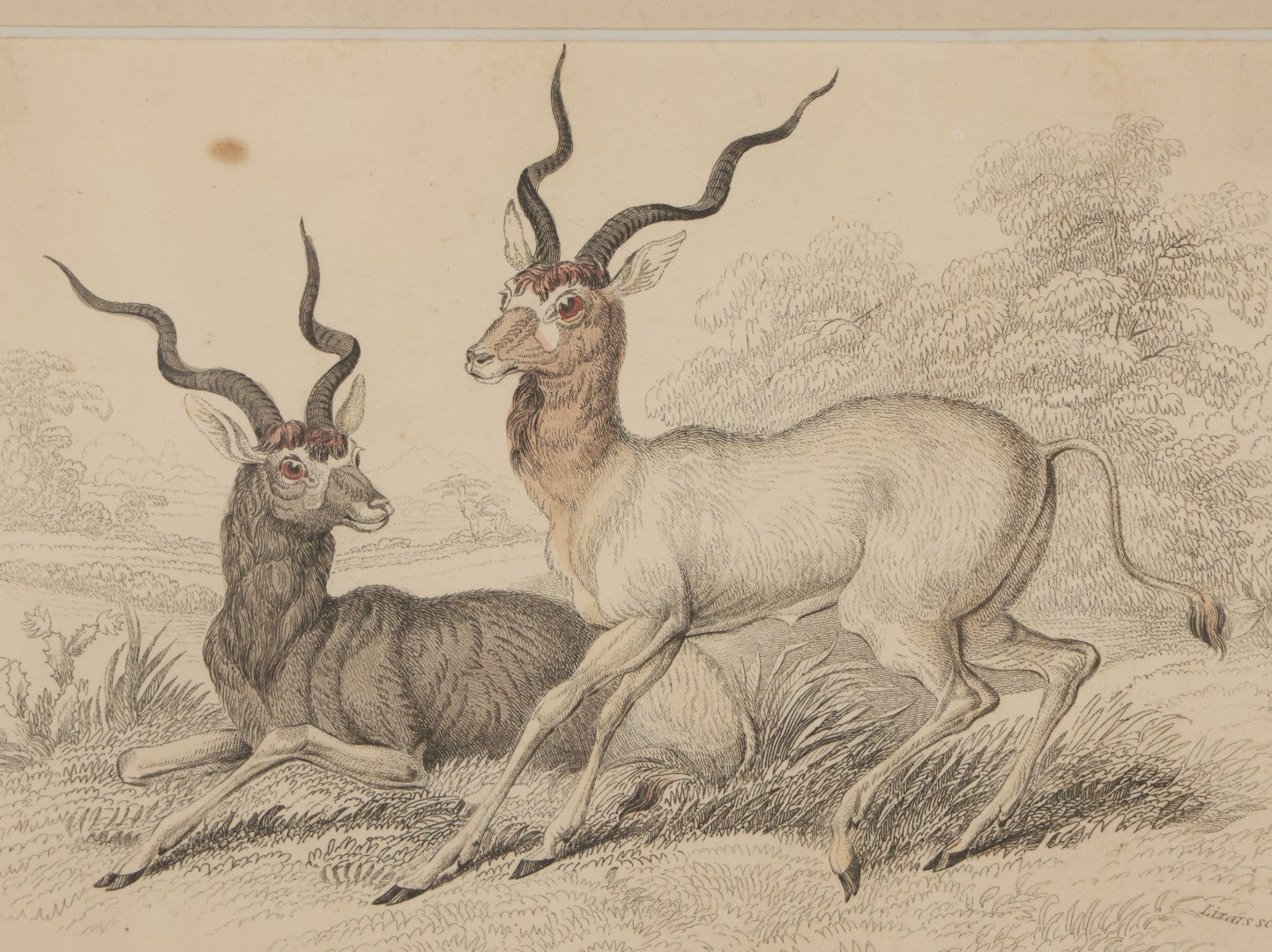 Lot 051 - Antique Hand Colored Engraving Natural History Print Of "The Addax", Antelope Native Of Nubia, Engraved By Lizards After Stewart, Plate No. 25, In Modern Frame, 10-1/4" x 7-5/8"