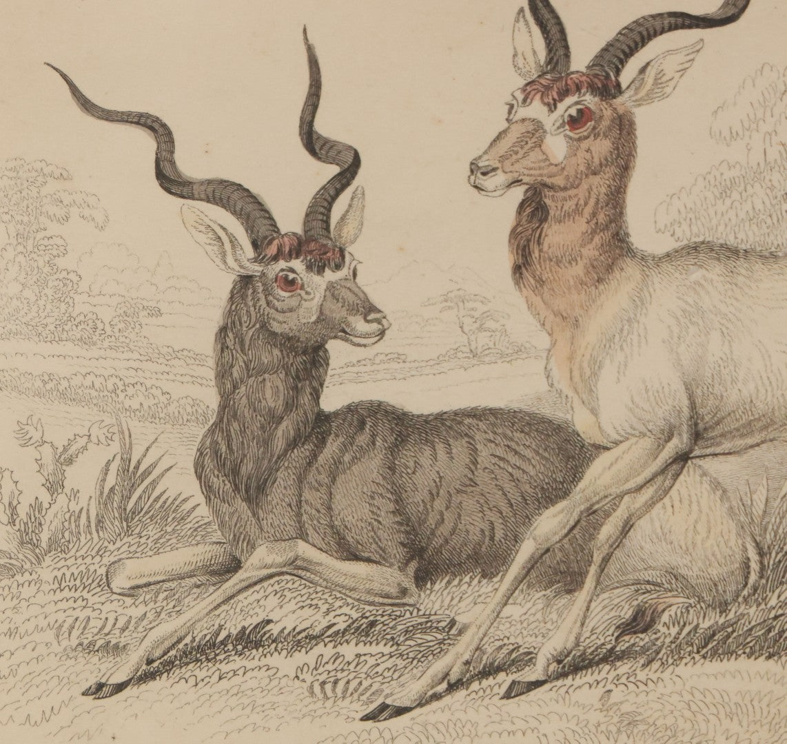 Lot 051 - Antique Hand Colored Engraving Natural History Print Of "The Addax", Antelope Native Of Nubia, Engraved By Lizards After Stewart, Plate No. 25, In Modern Frame, 10-1/4" x 7-5/8"