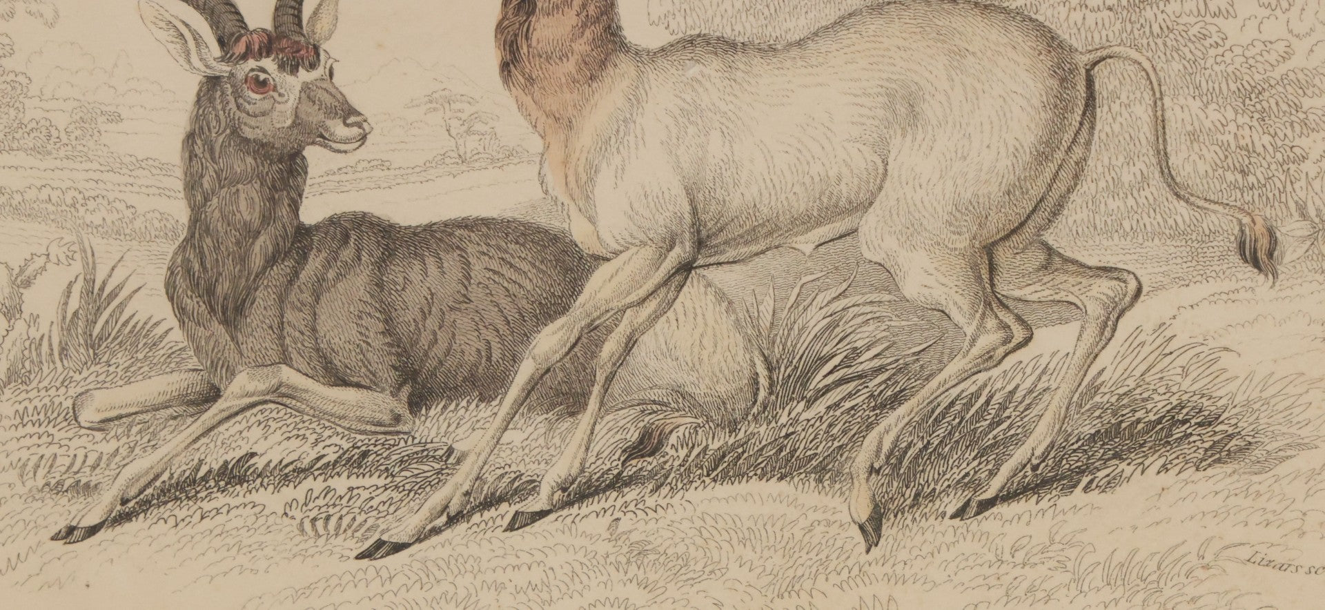 Lot 051 - Antique Hand Colored Engraving Natural History Print Of "The Addax", Antelope Native Of Nubia, Engraved By Lizards After Stewart, Plate No. 25, In Modern Frame, 10-1/4" x 7-5/8"