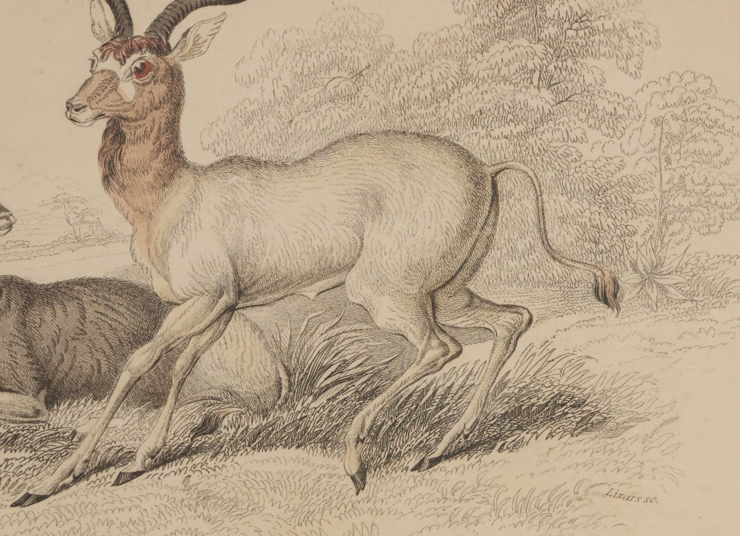 Lot 051 - Antique Hand Colored Engraving Natural History Print Of "The Addax", Antelope Native Of Nubia, Engraved By Lizards After Stewart, Plate No. 25, In Modern Frame, 10-1/4" x 7-5/8"