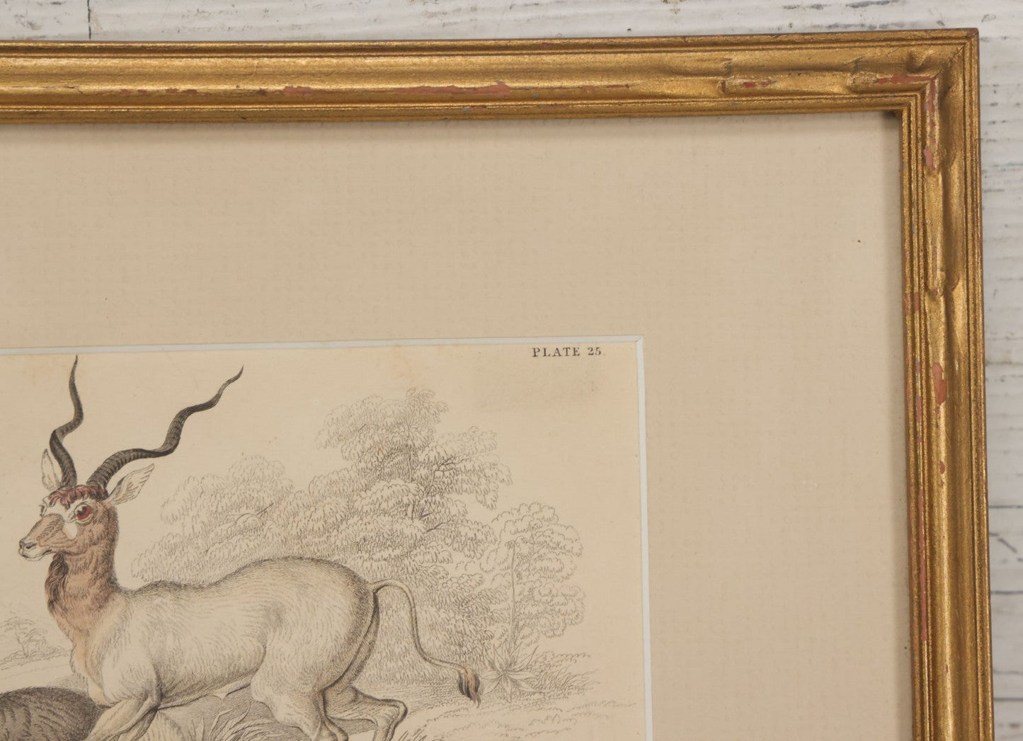 Lot 051 - Antique Hand Colored Engraving Natural History Print Of "The Addax", Antelope Native Of Nubia, Engraved By Lizards After Stewart, Plate No. 25, In Modern Frame, 10-1/4" x 7-5/8"