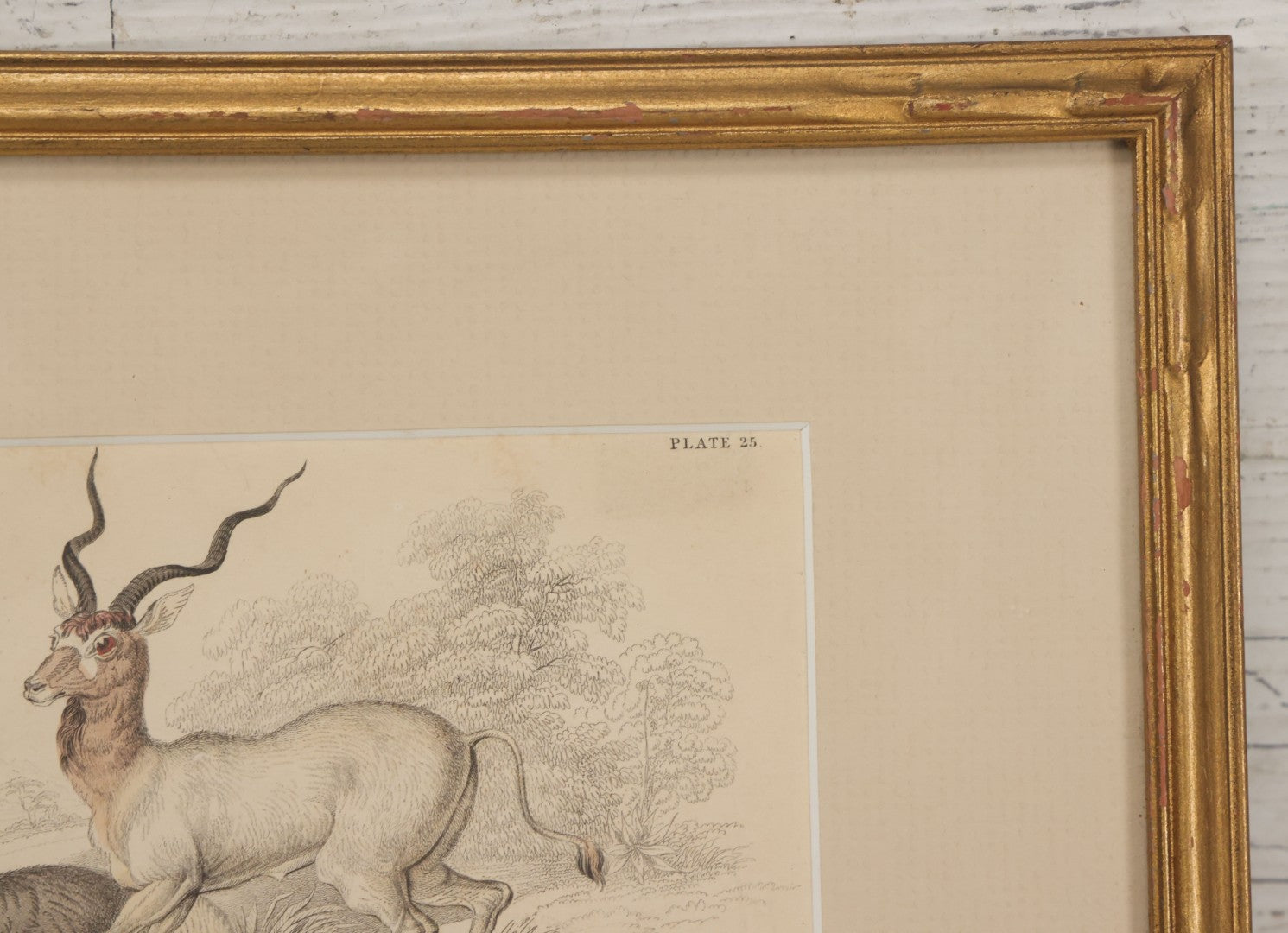 Lot 051 - Antique Hand Colored Engraving Natural History Print Of "The Addax", Antelope Native Of Nubia, Engraved By Lizards After Stewart, Plate No. 25, In Modern Frame, 10-1/4" x 7-5/8"