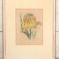 Lot 035 - Antique Hand Colored Botanical Lithograph Print Of Cyrtanthus Obliquus (Knysna Lily), Cyrtanthus Uniflorus (Fire Lily), And Cyrtanthus Odorus (Fragrant Vlei Lily), Day & Haghe Lithographers, London, 14-7/8" x 19-1/8"