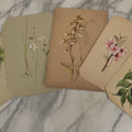 Lot 037 - Grouping Of Five Antique Botanical Watercolor Paintings On Paper Of Flowers And More, Circa 1880, Approximately 7" x 10", Some With Identification (Grouping B)