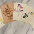 Lot 040 - Grouping Of Five Antique Botanical Watercolor Paintings And Sketches On Paper Of Flowers And More, Circa 1880, Approximately 5" x 7", Some With Identification (Grouping E)