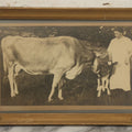 Lot 047 - Antique Framed Photograph Of A Woman With A Baby Cow Calf And Mother Cow, 16-3/4" x 10-3/4"