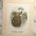 Lot 101 - Antique Sheet Music Cover With A Colorful Peacock Bird, Pride Polka, Composed By Francis M. Brown, Matted