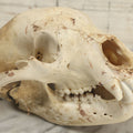 Lot 005 - Unmounted Black Bear Taxidermy Skull (A - Larger)