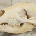 Lot 006 - Unmounted Black Bear Taxidermy Skull (B - Smaller)