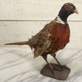 Lot 007 - Vintage Standing Pheasant Taxidermy On Base