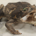 Lot 008 - Vintage Toad Taxidermy, Note Rough Condition, Missing Mouth