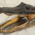 Lot 009 - Vintage Alligator Head Taxidermy, Medium Size