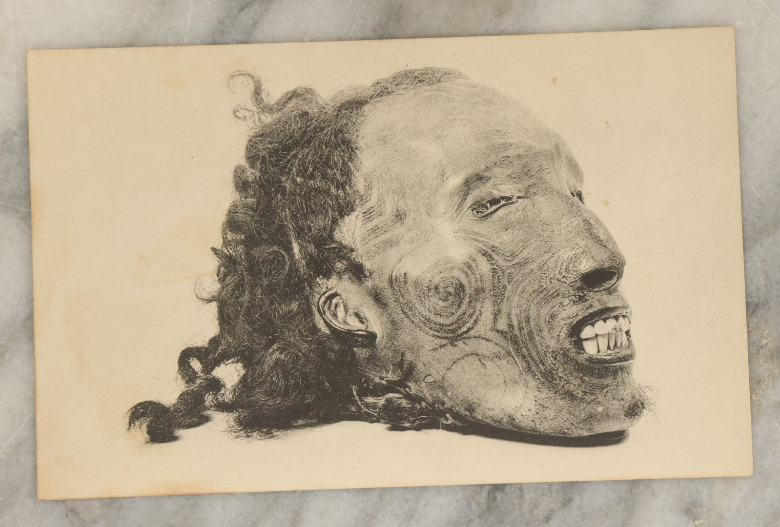 Lot 119 - Vintage Souvenir Postcard From Peabody Museum, Harvard University, Depicting A Severed Tattooed Maori Head, Mokomokai, Printed By The Meriden Gravure Company, Meriden, Connecticut