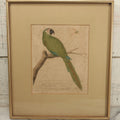 Lot 072 - Antique Hand Colored Natural History Engraving, "The Green Macaw Of America," Attributed To François-Nicolas Martinet, Circa Late 18th Century, In Vintage Frame, Overall Dimensions 14-7/8" x 17-1/8"