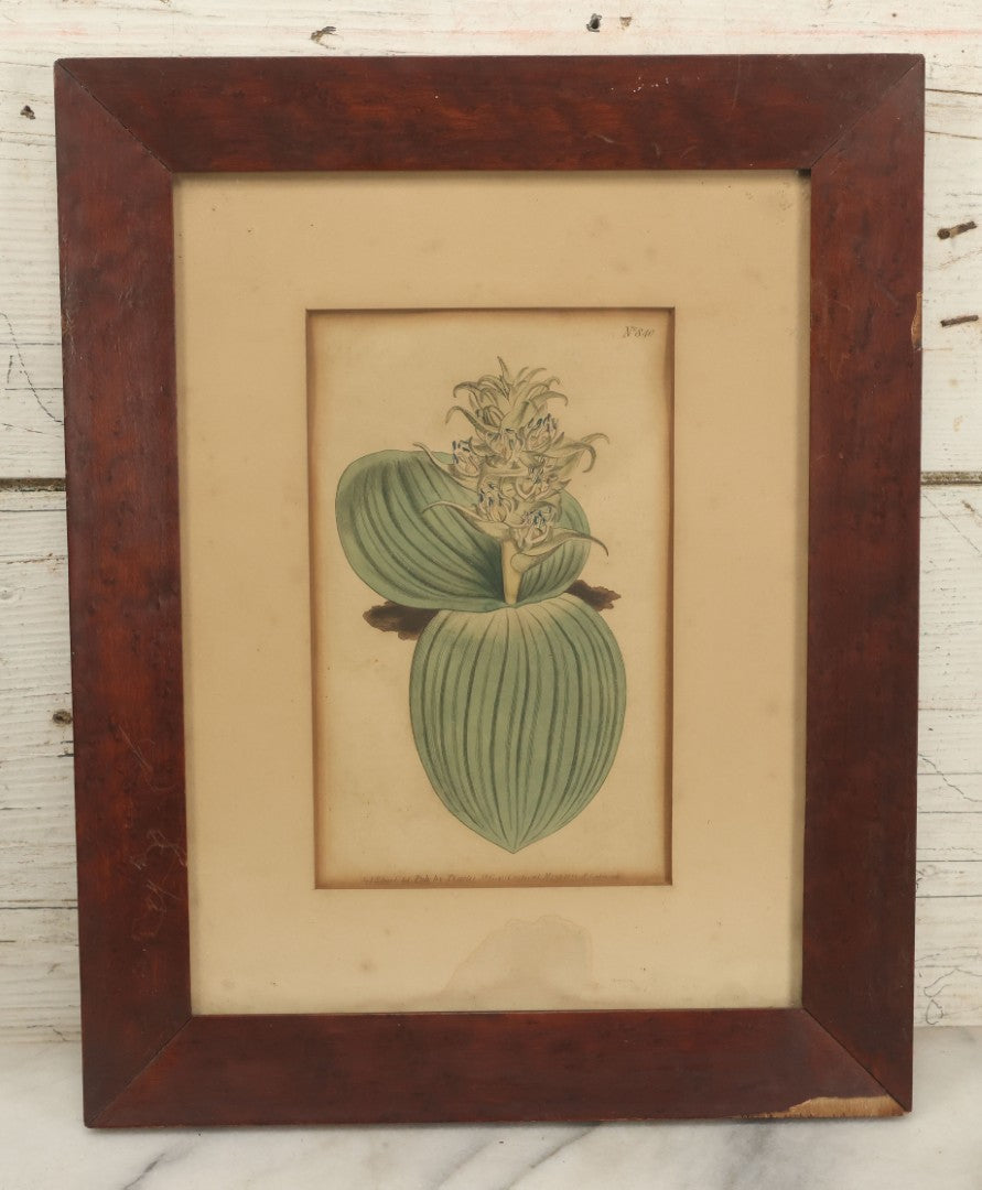 Lot 074 - Antique Hand Colored Botanical Copper Etching Of Eucomis Bifolia (Two-Leaved Eucomis), Plate No. 840, Curtis's Botanical Magazine, F. Sansom After Syd Edwards, In Frame, Dated 1805, Overall Dimensions 11-1/2" x 14-1/2"
