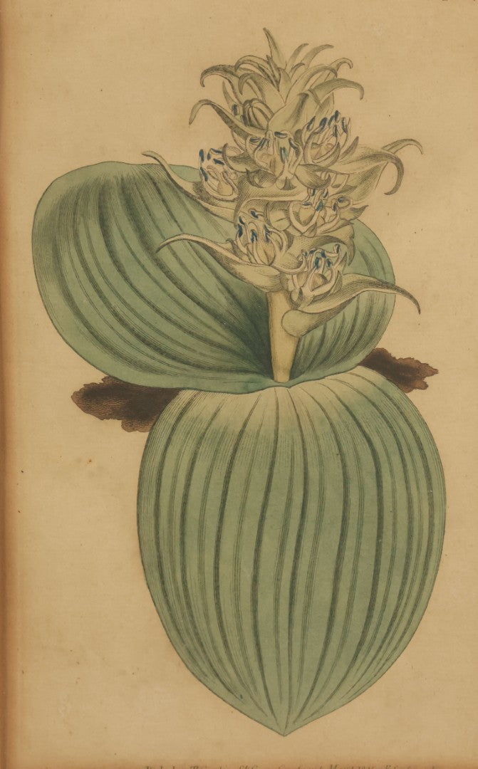 Lot 074 - Antique Hand Colored Botanical Copper Etching Of Eucomis Bifolia (Two-Leaved Eucomis), Plate No. 840, Curtis's Botanical Magazine, F. Sansom After Syd Edwards, In Frame, Dated 1805, Overall Dimensions 11-1/2" x 14-1/2"