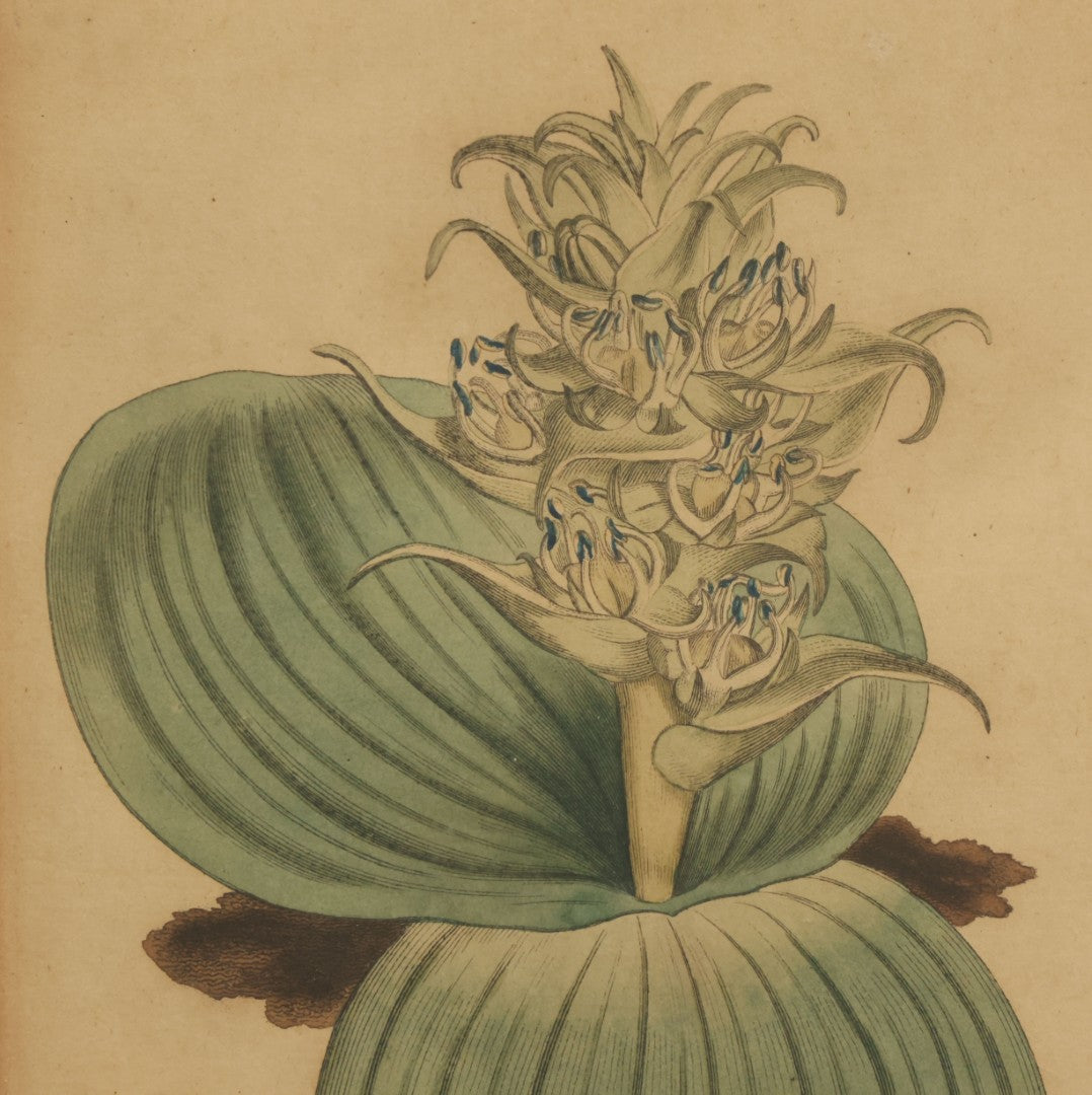 Lot 074 - Antique Hand Colored Botanical Copper Etching Of Eucomis Bifolia (Two-Leaved Eucomis), Plate No. 840, Curtis's Botanical Magazine, F. Sansom After Syd Edwards, In Frame, Dated 1805, Overall Dimensions 11-1/2" x 14-1/2"