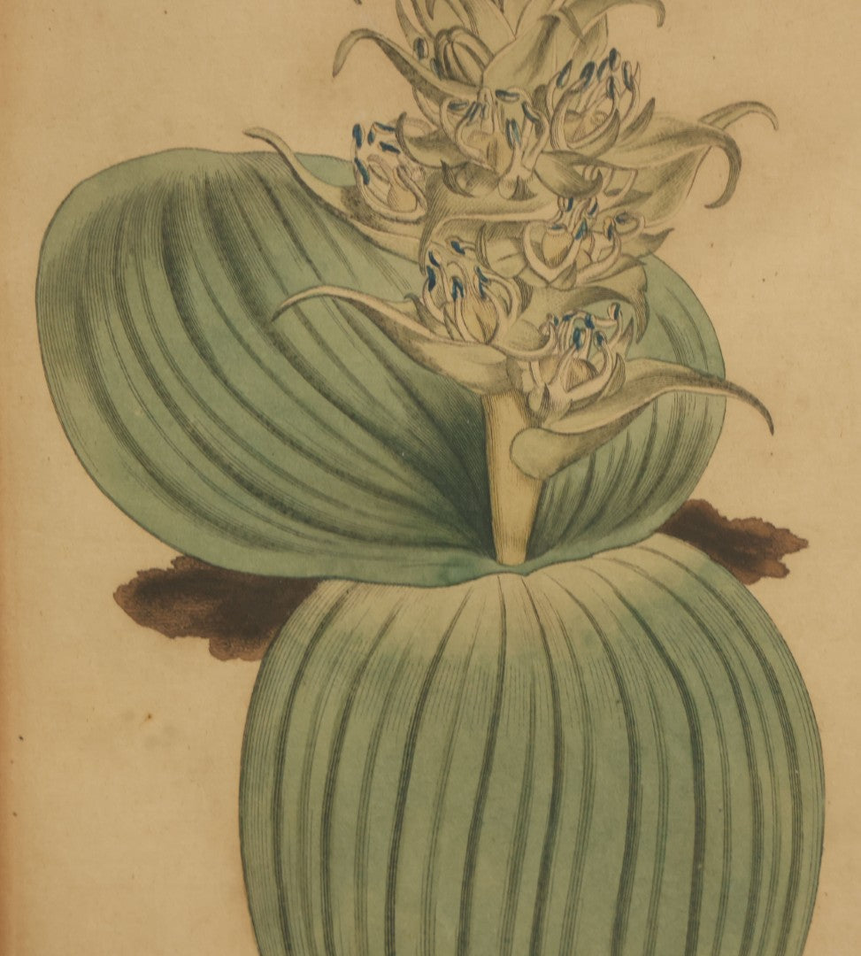 Lot 074 - Antique Hand Colored Botanical Copper Etching Of Eucomis Bifolia (Two-Leaved Eucomis), Plate No. 840, Curtis's Botanical Magazine, F. Sansom After Syd Edwards, In Frame, Dated 1805, Overall Dimensions 11-1/2" x 14-1/2"