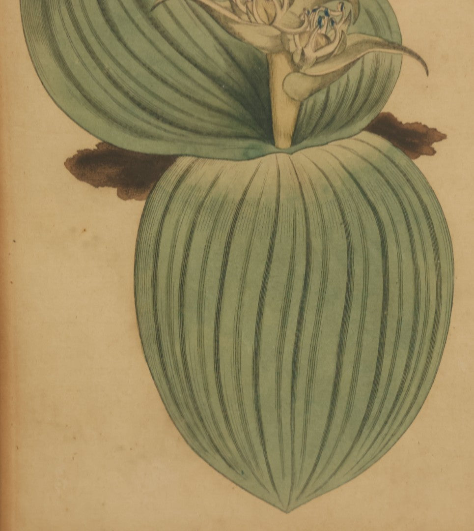 Lot 074 - Antique Hand Colored Botanical Copper Etching Of Eucomis Bifolia (Two-Leaved Eucomis), Plate No. 840, Curtis's Botanical Magazine, F. Sansom After Syd Edwards, In Frame, Dated 1805, Overall Dimensions 11-1/2" x 14-1/2"