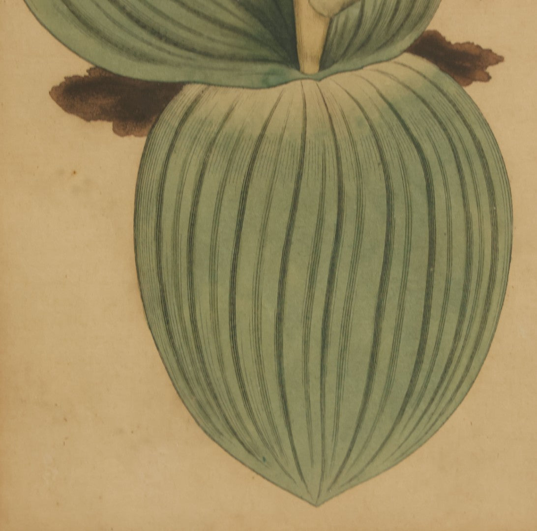 Lot 074 - Antique Hand Colored Botanical Copper Etching Of Eucomis Bifolia (Two-Leaved Eucomis), Plate No. 840, Curtis's Botanical Magazine, F. Sansom After Syd Edwards, In Frame, Dated 1805, Overall Dimensions 11-1/2" x 14-1/2"