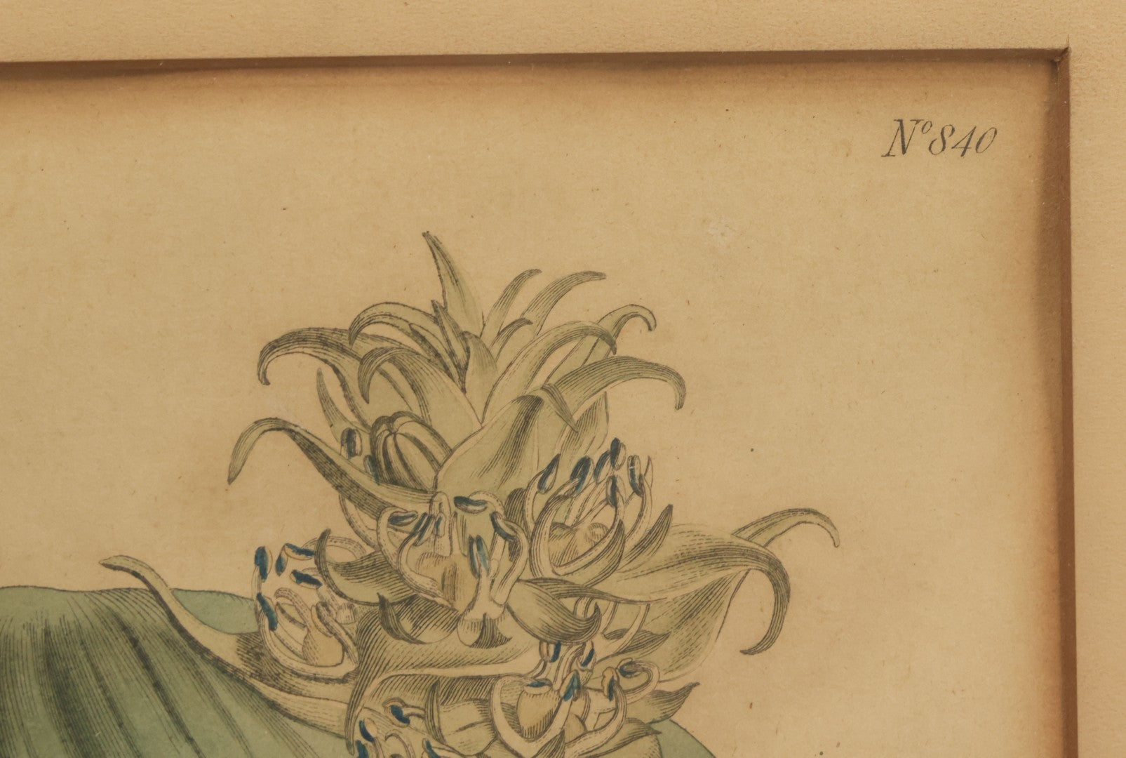 Lot 074 - Antique Hand Colored Botanical Copper Etching Of Eucomis Bifolia (Two-Leaved Eucomis), Plate No. 840, Curtis's Botanical Magazine, F. Sansom After Syd Edwards, In Frame, Dated 1805, Overall Dimensions 11-1/2" x 14-1/2"