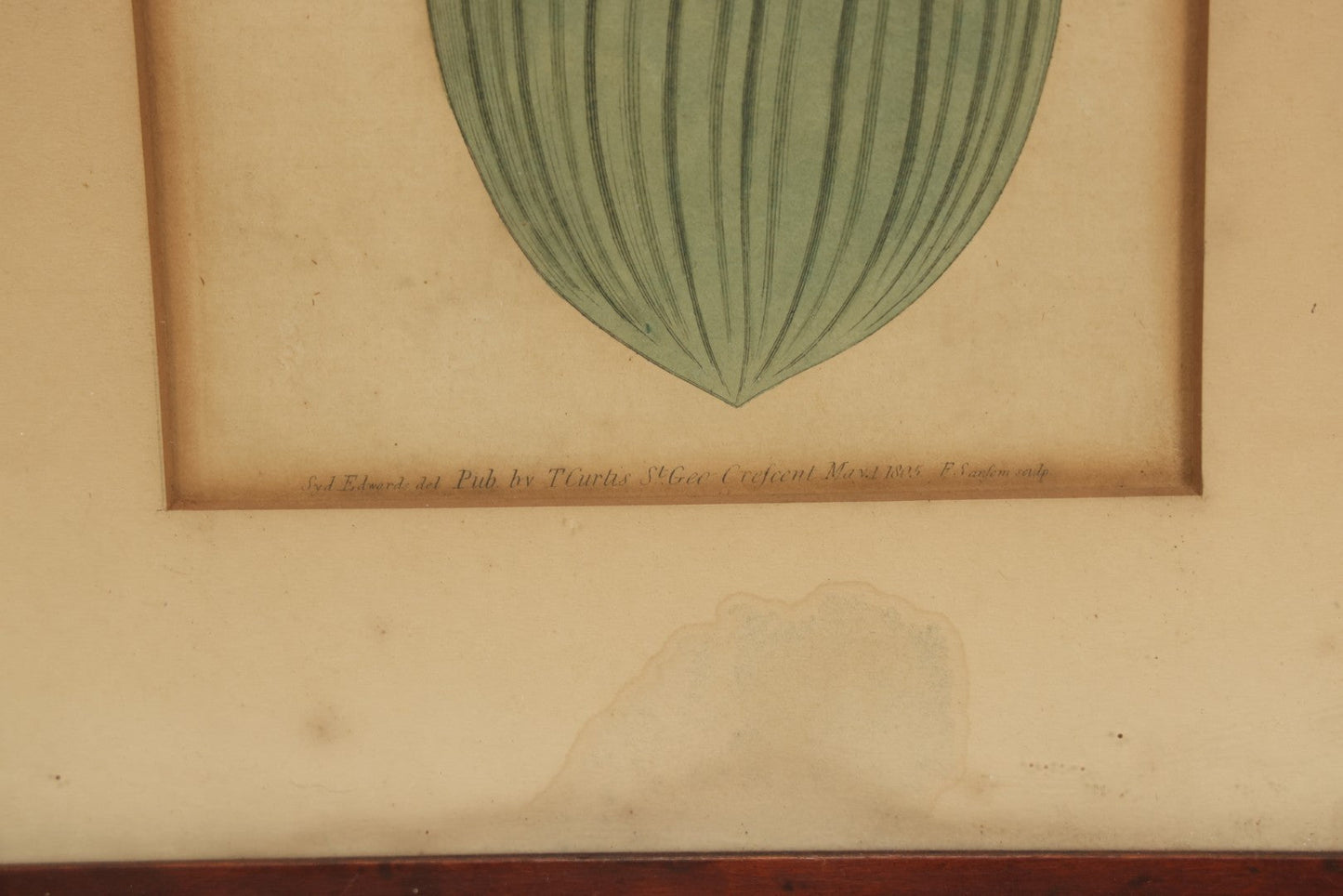 Lot 074 - Antique Hand Colored Botanical Copper Etching Of Eucomis Bifolia (Two-Leaved Eucomis), Plate No. 840, Curtis's Botanical Magazine, F. Sansom After Syd Edwards, In Frame, Dated 1805, Overall Dimensions 11-1/2" x 14-1/2"