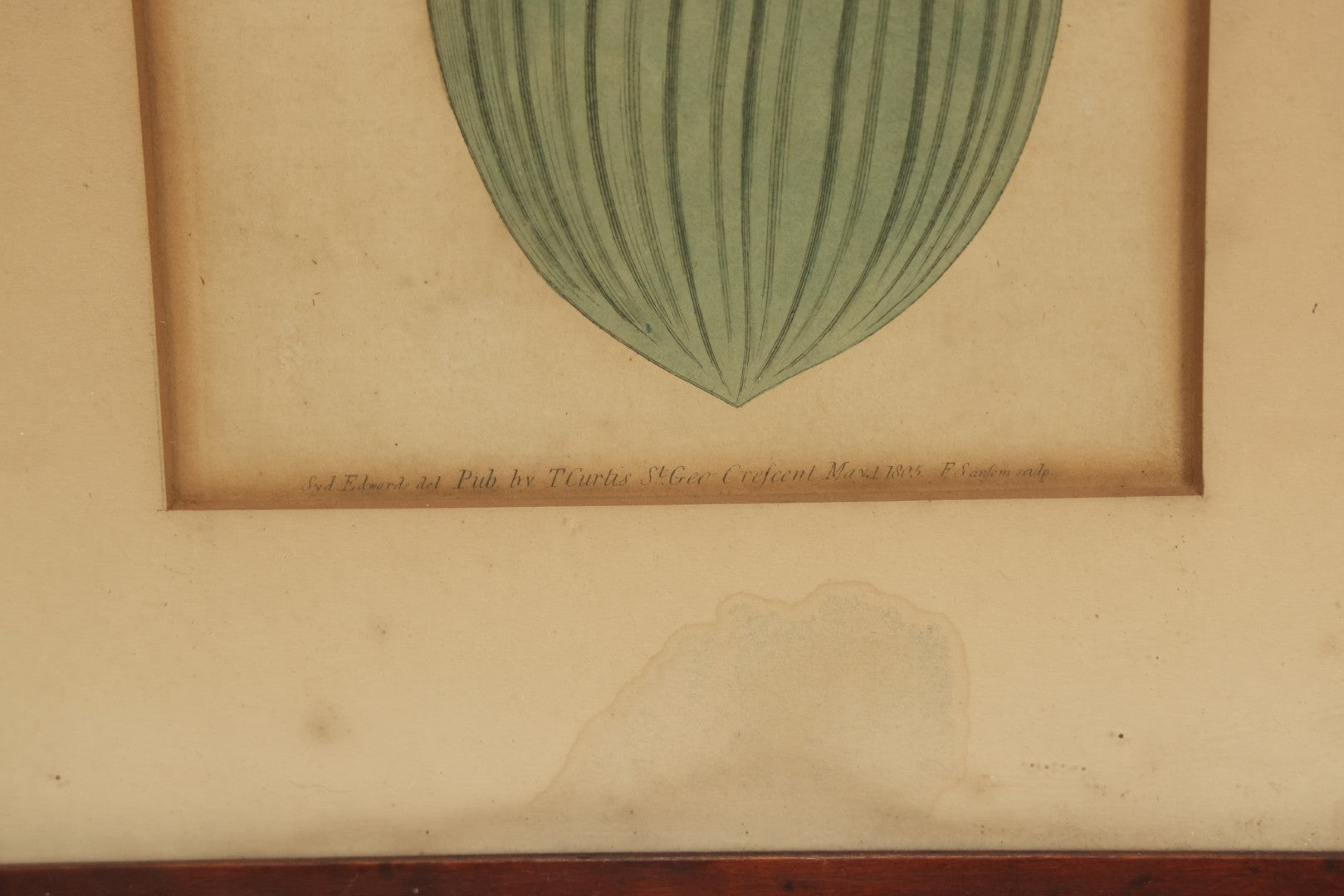 Lot 074 - Antique Hand Colored Botanical Copper Etching Of Eucomis Bifolia (Two-Leaved Eucomis), Plate No. 840, Curtis's Botanical Magazine, F. Sansom After Syd Edwards, In Frame, Dated 1805, Overall Dimensions 11-1/2" x 14-1/2"