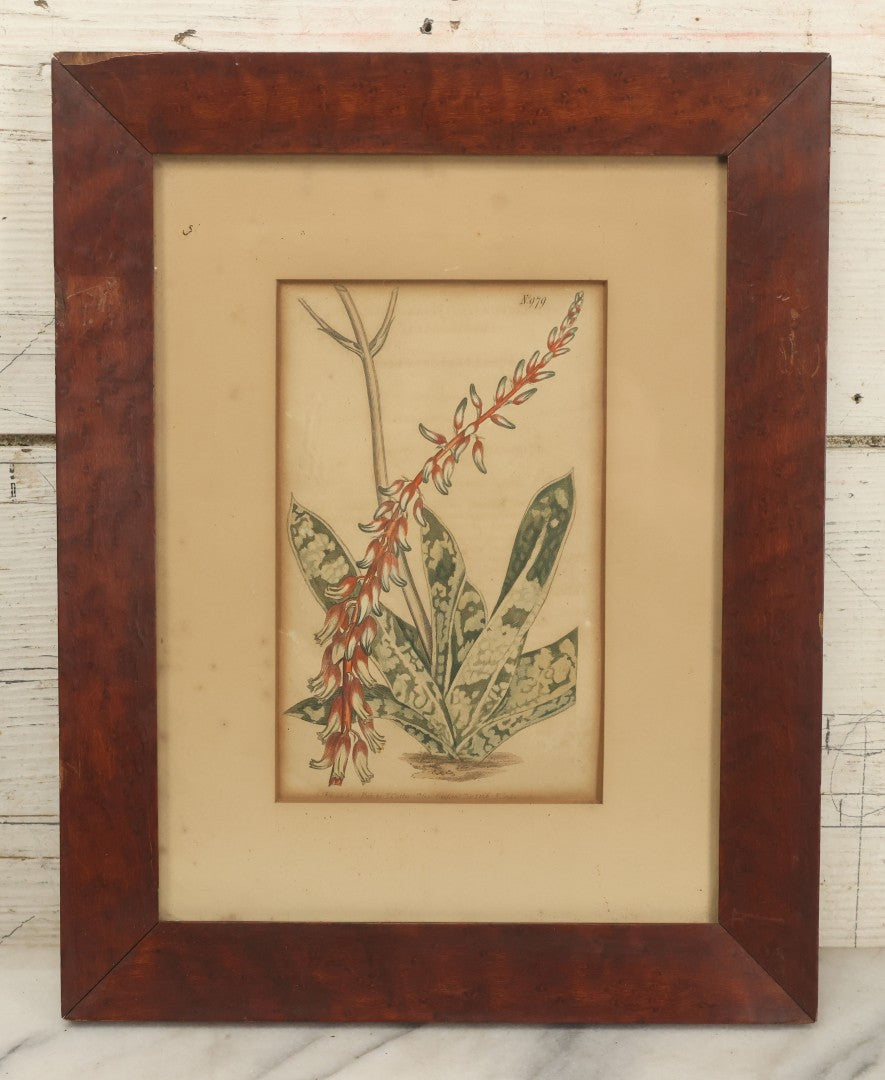 Lot 075 - Antique Hand Colored Botanical Copper Etching Of Aloe Lingua (Tongue Aloe), Plate No. 979, Curtis's Botanical Magazine, F. Sansom After Syd Edwards, In Frame, Dated 1806, Overall Dimensions 11-1/2" x 14-1/2"
