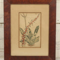 Lot 075 - Antique Hand Colored Botanical Copper Etching Of Aloe Lingua (Tongue Aloe), Plate No. 979, Curtis's Botanical Magazine, F. Sansom After Syd Edwards, In Frame, Dated 1806, Overall Dimensions 11-1/2" x 14-1/2"