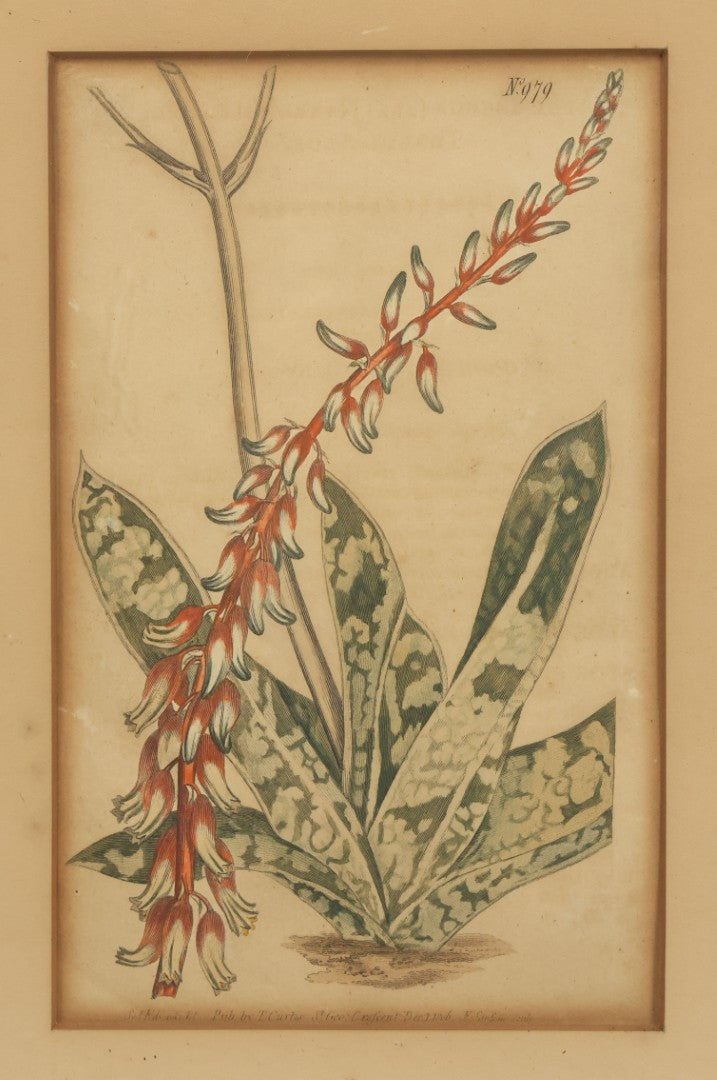 Lot 075 - Antique Hand Colored Botanical Copper Etching Of Aloe Lingua (Tongue Aloe), Plate No. 979, Curtis's Botanical Magazine, F. Sansom After Syd Edwards, In Frame, Dated 1806, Overall Dimensions 11-1/2" x 14-1/2"