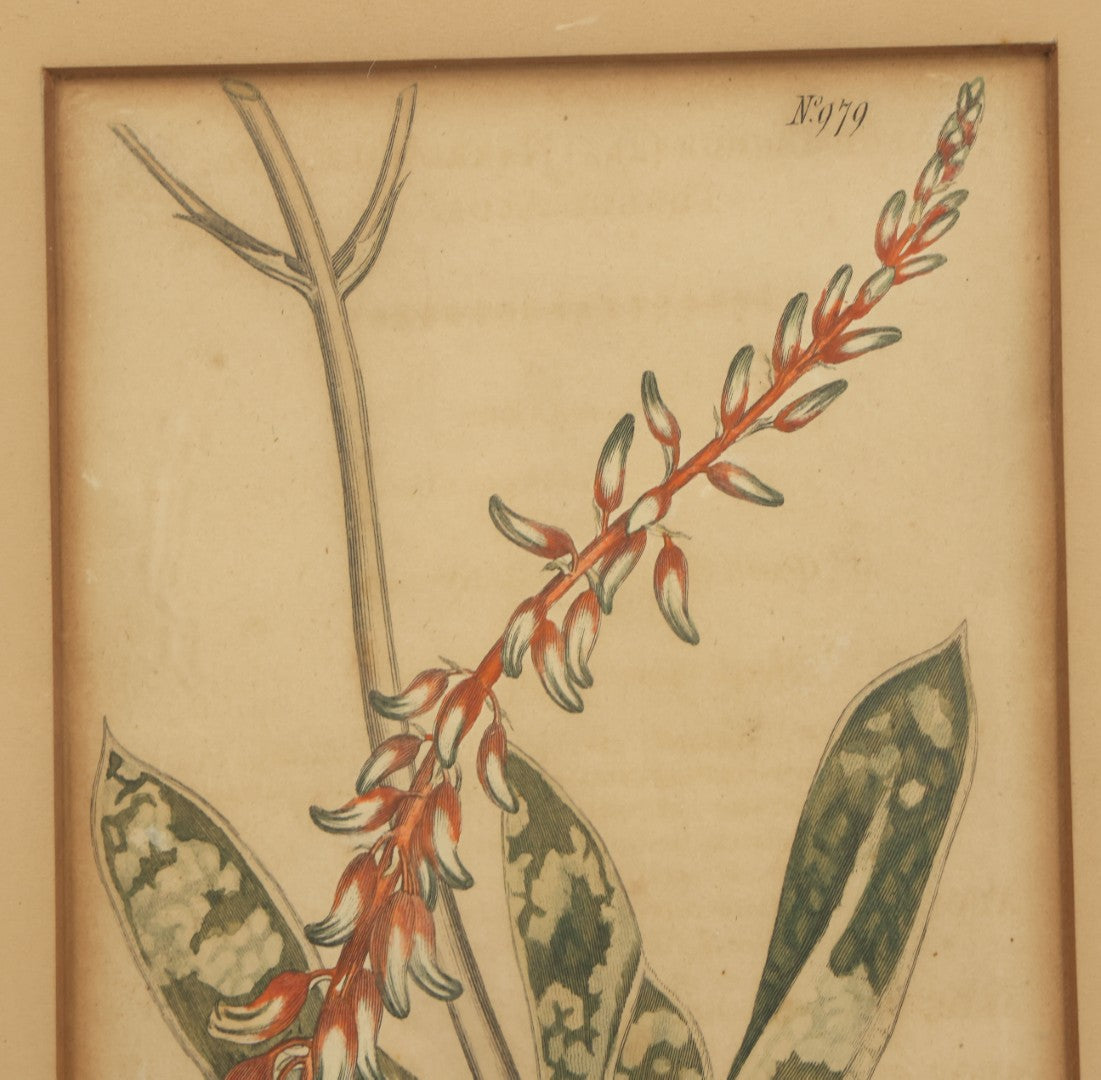 Lot 075 - Antique Hand Colored Botanical Copper Etching Of Aloe Lingua (Tongue Aloe), Plate No. 979, Curtis's Botanical Magazine, F. Sansom After Syd Edwards, In Frame, Dated 1806, Overall Dimensions 11-1/2" x 14-1/2"