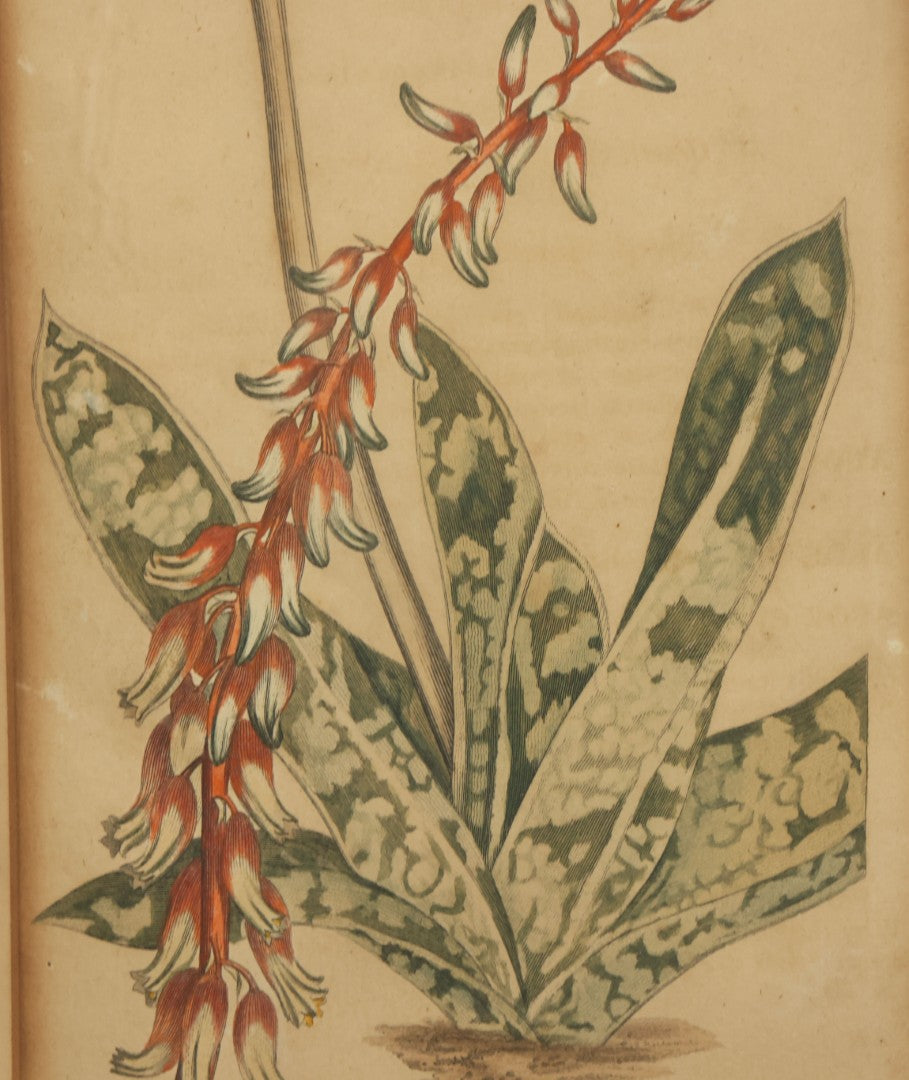 Lot 075 - Antique Hand Colored Botanical Copper Etching Of Aloe Lingua (Tongue Aloe), Plate No. 979, Curtis's Botanical Magazine, F. Sansom After Syd Edwards, In Frame, Dated 1806, Overall Dimensions 11-1/2" x 14-1/2"