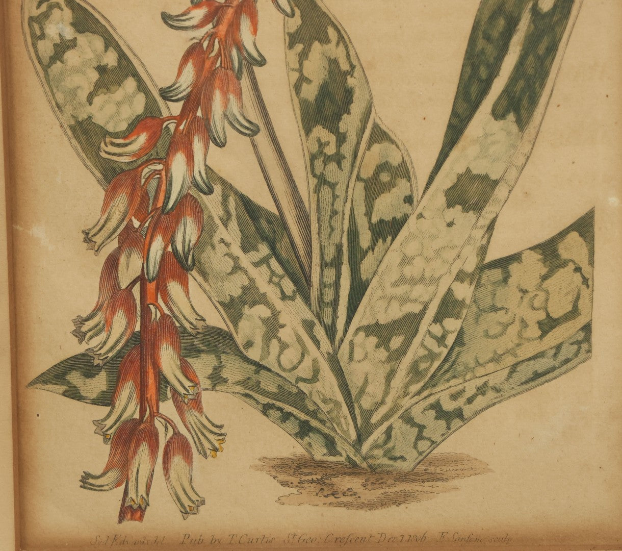 Lot 075 - Antique Hand Colored Botanical Copper Etching Of Aloe Lingua (Tongue Aloe), Plate No. 979, Curtis's Botanical Magazine, F. Sansom After Syd Edwards, In Frame, Dated 1806, Overall Dimensions 11-1/2" x 14-1/2"