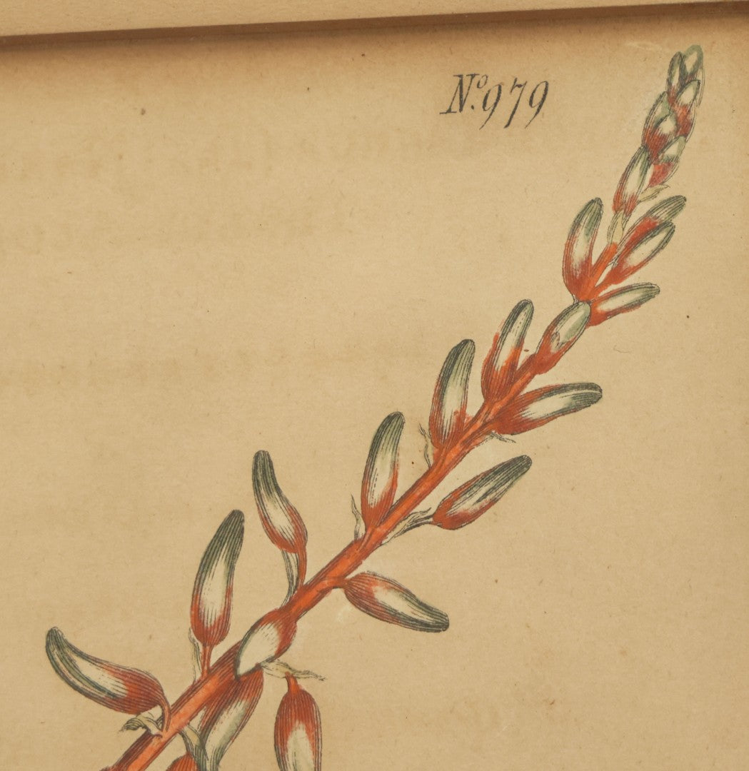 Lot 075 - Antique Hand Colored Botanical Copper Etching Of Aloe Lingua (Tongue Aloe), Plate No. 979, Curtis's Botanical Magazine, F. Sansom After Syd Edwards, In Frame, Dated 1806, Overall Dimensions 11-1/2" x 14-1/2"